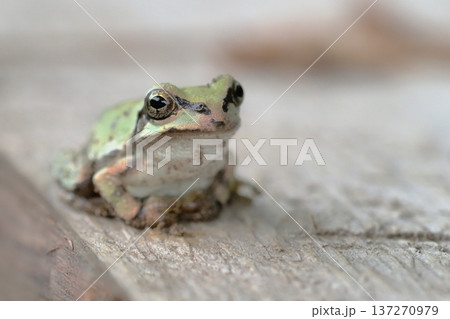 ニホンアマガエル ニホンアマガエル 137270979