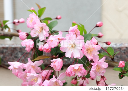 満開のハナカイドウ 137270984