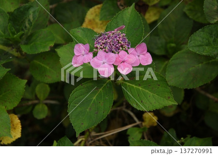 梅雨の花 アジサイ 266 137270991