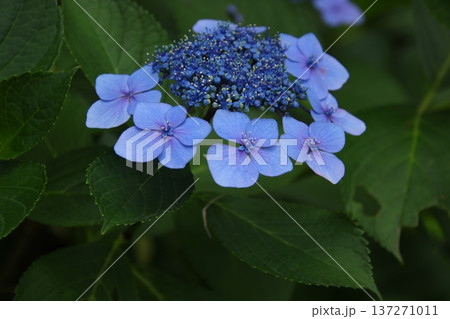 梅雨の花 アジサイ 286 137271011
