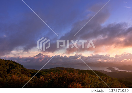静岡県伊豆市 だるま山高原より 駿河湾と朝焼けの富士山 静岡県伊豆市 だるま山高原より 駿河湾と朝焼けの富士山 137271029