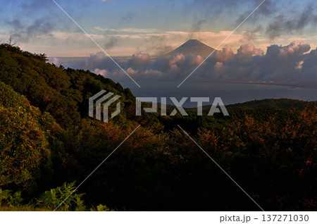 静岡県伊豆市 だるま山高原より 駿河湾と朝焼けの富士山 静岡県伊豆市 だるま山高原より 駿河湾と朝焼けの富士山 137271030