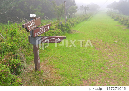 伊豆半島　山霧の伊豆山稜線歩道　金冠山と戸田峠の分岐 137271046