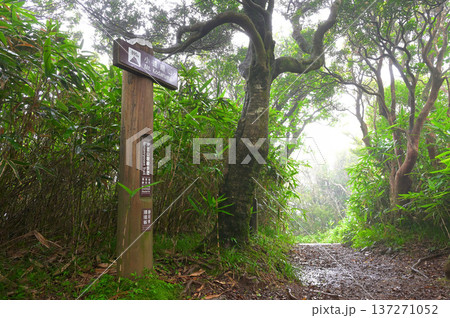 伊豆半島　山霧の伊豆山稜線歩道　樹木に囲まれた夏の小達磨山山頂 137271052
