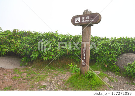 伊豆半島の伊豆山稜線歩道　夏の達磨山の頂 137271059