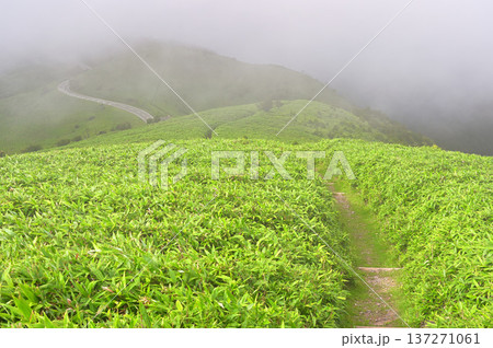 伊豆半島の伊豆山稜線歩道 夏の達磨山 山霧の縦走路 伊豆半島の伊豆山稜線歩道 夏の達磨山 山霧の縦走路 137271061
