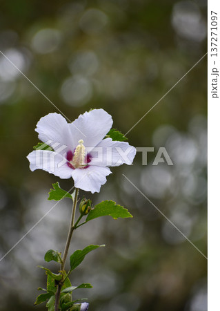 ムクゲの花 ムクゲの花 137271097