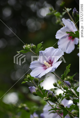 ムクゲの花 ムクゲの花 137271098