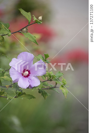 ピンク色のムクゲの花 137271100