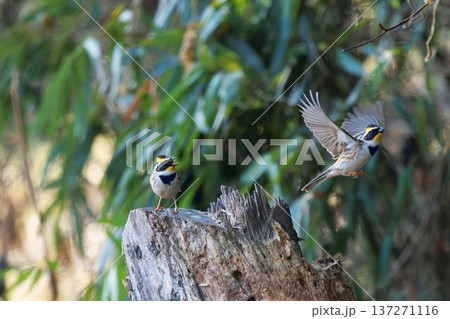 ミヤマホオジロ 137271116