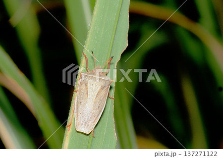 エビイロカメムシ 137271122