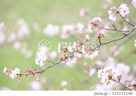 春風に揺れる桜のつぼみと花 春風に揺れる桜のつぼみと花 137271148