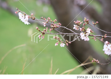 桜のつぼみと花 桜のつぼみと花 137271149