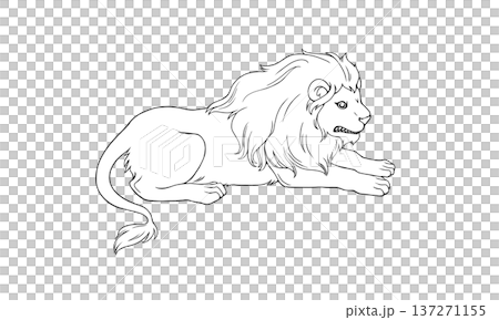 伏せるライオンの線画イラスト 伏せるライオンの線画イラスト 137271155