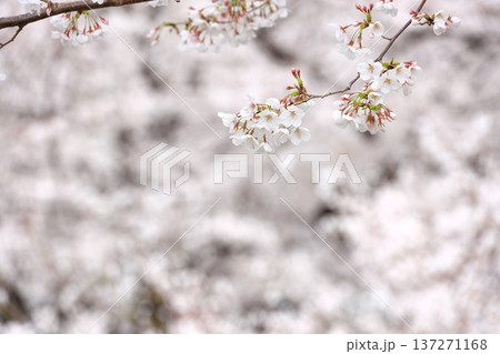 満開のソメイヨシノ 137271168