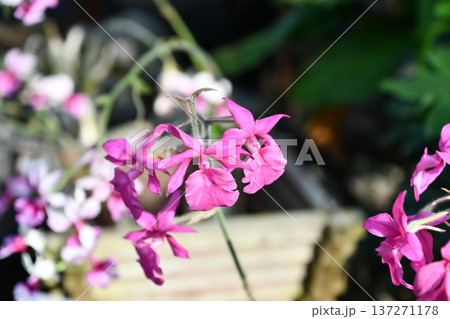カランテ「マイコ」 Calanthe 'Maiko' カランテ「マイコ」 Calanthe 'Maiko' 137271178