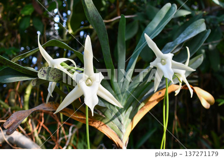 アングレカム・セスキペダレ　Darwin's orchid 137271179