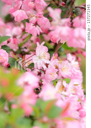 満開のハナカイドウ　タテ位置 137271345