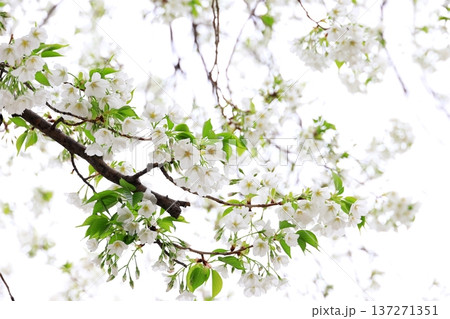 満開の大島桜 137271351