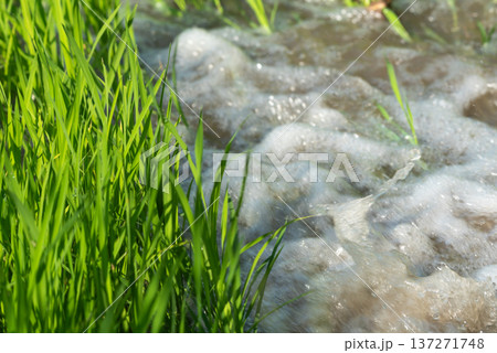 Foamy water flowing beside young green rice plants in agricultural field showing irrigation pollution and environmental impact in rural farming landscape Foamy water flowing beside young green rice plants in agricultural field showing irrigation pollution and environmental impact in rural farming landscape 137271748