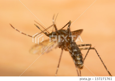 Close up macro of mosquito insect with visible legs wings and body against soft background highlighting pest control and disease risk concept 137271761