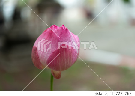 Pink lotus bud blooming on green stem with soft blurred background natural aquatic plant symbol of purity calm nature beauty and peaceful garden atmosphere Pink lotus bud blooming on green stem with soft blurred background natural aquatic plant symbol of purity calm nature beauty and peaceful garden atmosphere 137271768