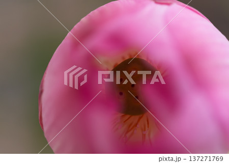 Macro view of pink lotus flower with soft petals and central seed pod natural floral background symbol of purity beauty and tranquility in nature Macro view of pink lotus flower with soft petals and central seed pod natural floral background symbol of purity beauty and tranquility in nature 137271769