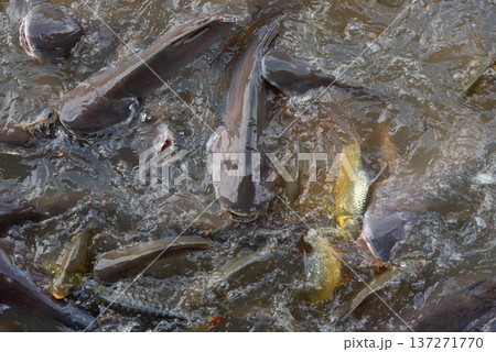 Group of catfish and carp feeding in muddy pond water splashing and crowding at surface aquaculture farming and freshwater fish activity background Group of catfish and carp feeding in muddy pond water splashing and crowding at surface aquaculture farming and freshwater fish activity background 137271770