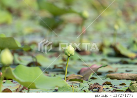 Lotus bud standing above calm pond with green leaves soft natural light and blurred background representing peaceful aquatic plant life in tropical wetland environment 137271775