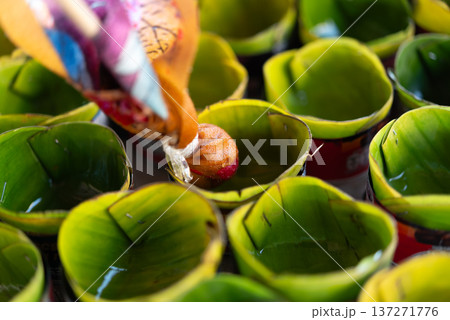 Hand placing candle wick with wax into banana leaf cups prepared for traditional festival ritual with natural materials and warm light cultural ceremony atmosphere Hand placing candle wick with wax into banana leaf cups prepared for traditional festival ritual with natural materials and warm light cultural ceremony atmosphere 137271776