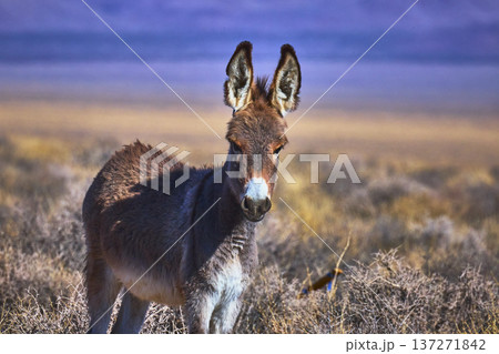 Wild Burro in Nevada Desert with Colorful Landscape and Sunlit Dry Grasses Wild Burro in Nevada Desert with Colorful Landscape and Sunlit Dry Grasses 137271842