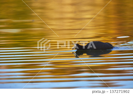 Golden Hour Bird Swimming on Reflective Pond Water with Vibrant Colors Golden Hour Bird Swimming on Reflective Pond Water with Vibrant Colors 137271902