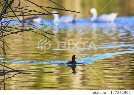 Golden Hour Water Bird and Reflections on Tranquil Pond with Distant Birds Golden Hour Water Bird and Reflections on Tranquil Pond with Distant Birds 137271906