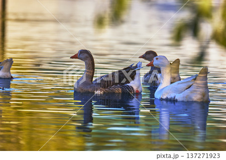 Geese Reflections on Tranquil Pond at Golden Hour with Vibrant Water Colors Geese Reflections on Tranquil Pond at Golden Hour with Vibrant Water Colors 137271923