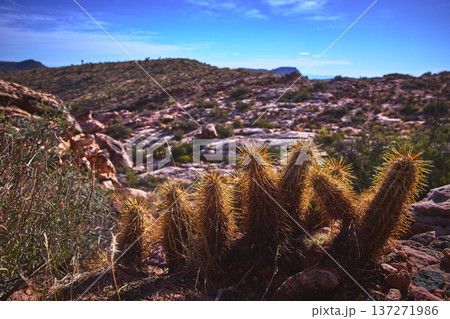 Cactus Cluster and Calico Rocks Under Blue Sky in Red Rock Canyon Nevada 137271986