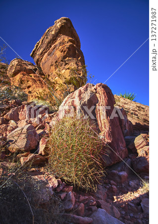 Red Rock Canyon Barrel Cactus and Guardian Angel Formation Under Clear Blue Sky 137271987