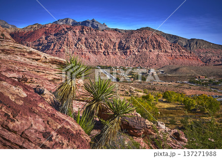 Red Rock Canyon Joshua Trees and Calico Cliffs Near Las Vegas Nevada Red Rock Canyon Joshua Trees and Calico Cliffs Near Las Vegas Nevada 137271988