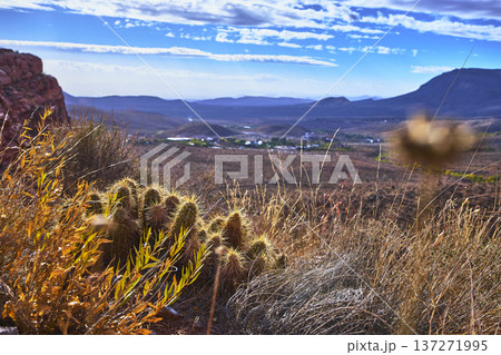 Desert Cactus and Grasses with Red Rock Canyon Distant Mountains and Blue Sky 137271995