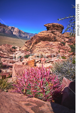 Fire Barrel Cactus and Calico Red Rock Formations in Sunlit Red Rock Canyon Nevada 137271996