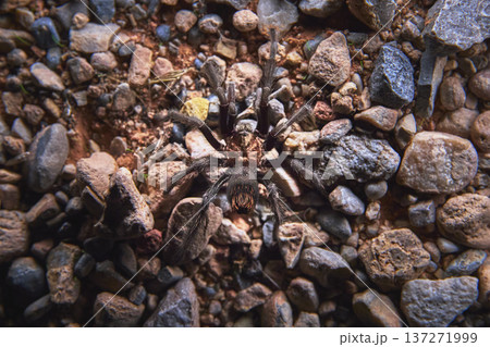 Desert Tarantula on Rocky Ground Close Up with Textured Stones and Earth Desert Tarantula on Rocky Ground Close Up with Textured Stones and Earth 137271999