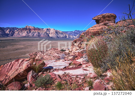Red Rock Canyon Calico Formations and Fire Barrel Cactus in Nevada Desert Landscape 137272040