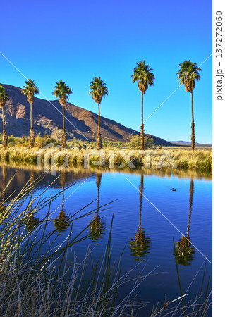 Palm Trees Reflected in Mojave Desert Pond with Clear Blue Sky and Grasses Palm Trees Reflected in Mojave Desert Pond with Clear Blue Sky and Grasses 137272060