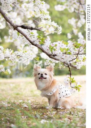 桜の下で笑顔のチワワの春ポートレート 137272114