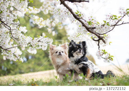 桜とチワワの春の記念写真 137272132
