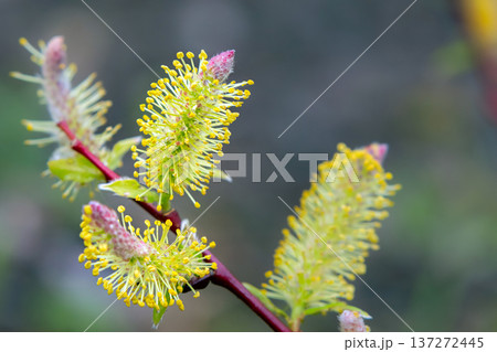 Blooming willow bud macro symbolizing early spring. Blooming willow bud macro symbolizing early spring. 137272445