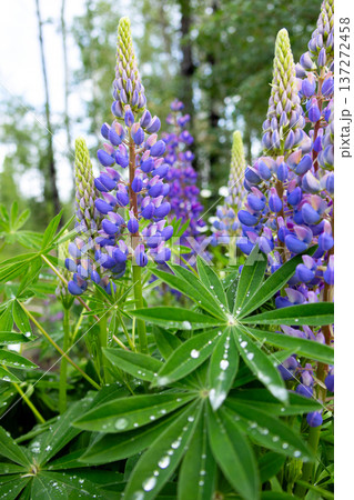 Purple lupins blooming in lush summer garden after rain. 137272458