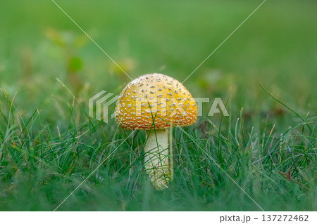 Yellow amanita muscaria mushroom in green fresh grass. 137272462