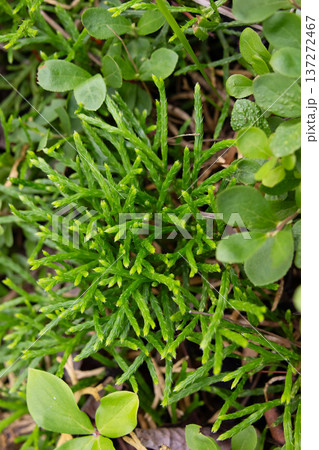 Green branchlets of Groundcedar in the forest floor in summer. 137272467