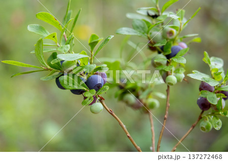 Ripe blue berries of Dwarf bilberry on a branch with leaves. Ripe blue berries of Dwarf bilberry on a branch with leaves. 137272468