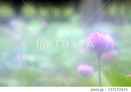 四季折々の花の魅力を切り撮り 四季折々の花の魅力を切り撮り 137272625